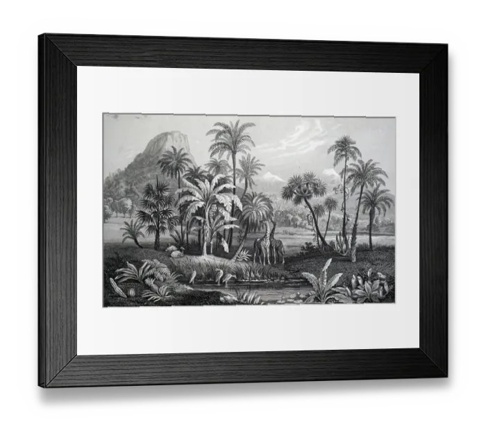 Framed Print : An engraving depicting monocotyledons, flowering plants whose seeds typically contain only one embryonic leaf or cotyledon, 19th century