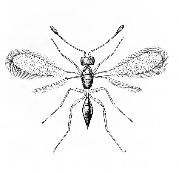 Alaptus magnanimus, fairy fly