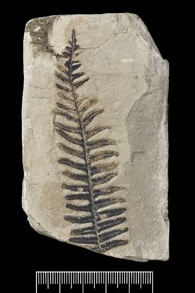 Alethopteris aquilinus, fossil plant
