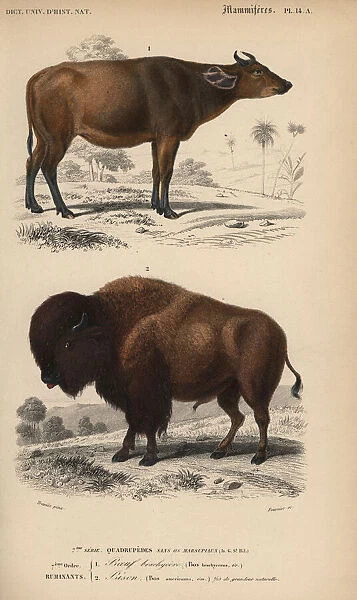 American buffalo or bison, Bison bison