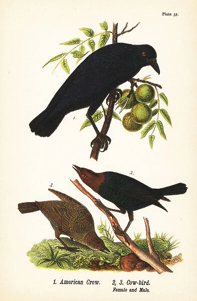 American crow and brown-headed cowbird