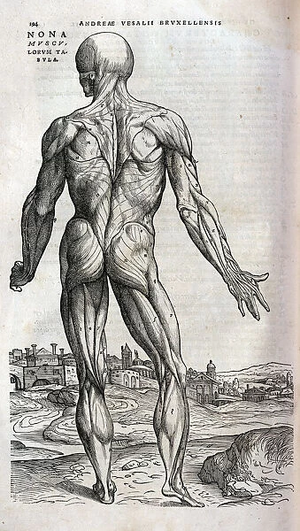 Anatomical drawing of musculature