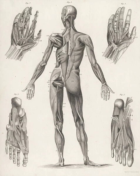 Anatomy  /  Whole Body
