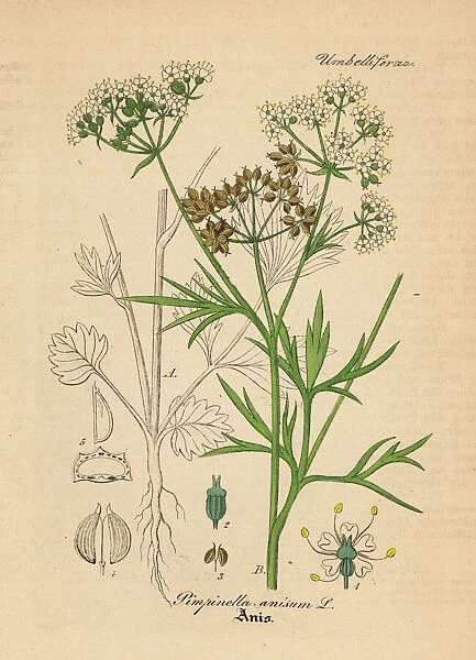 Anise or aniseed, Pimpinella anisum