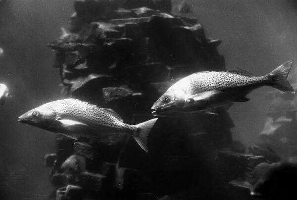AQUARIUM. Fish in an aquarium at Durban, South Africa. Date: 1960s