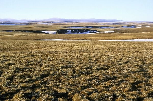 Arctic tundra of Taimyr peninsula near Kara sea