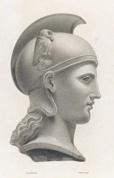 Athena  /  Minerva Bust