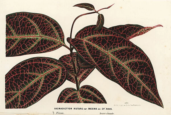 Ayahuasca or yaje, Prestonia quinquangularis