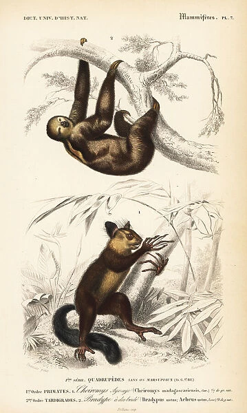 Aye-aye (near-threatened) and brown-throated sloth