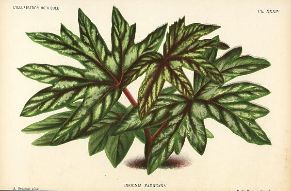 Begonia aconitifolia