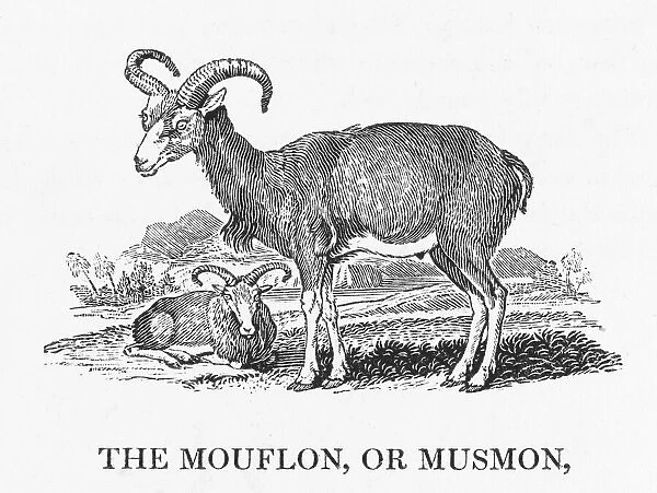 Bewick  /  Mouflon