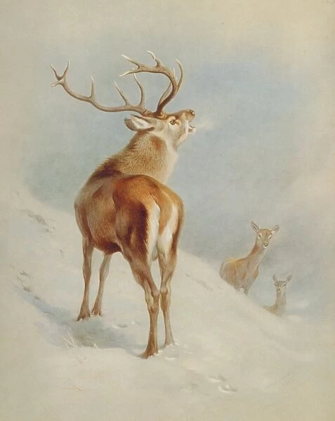 Cervus elaphus, red deer