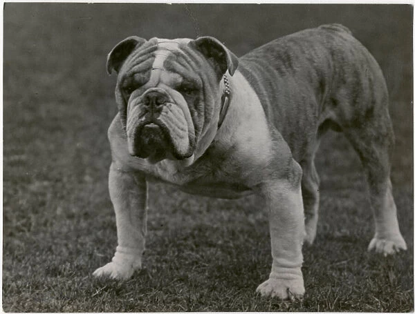 CH. Basford Revival bulldog