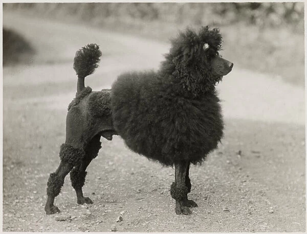 Ch. Vulcan Champagne Pommery, standard poodle, black male. Date: 1936