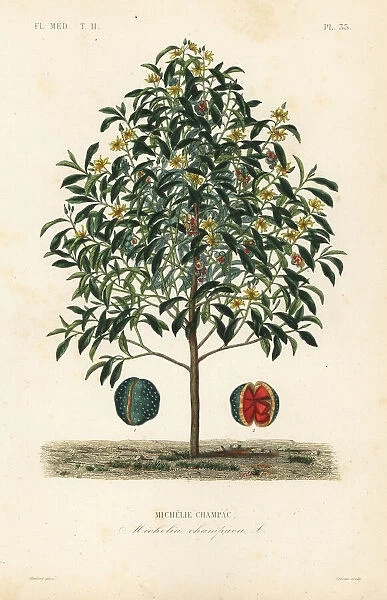 Champak tree, Magnolia champaca