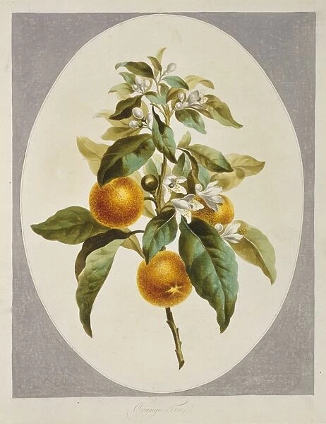 Citrus sinensis, orange tree