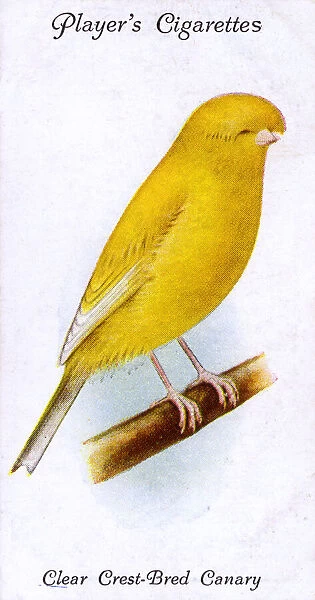 Clear Crest-Bred Canary