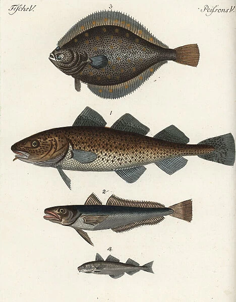 Cod, hake, plaice and haddock
