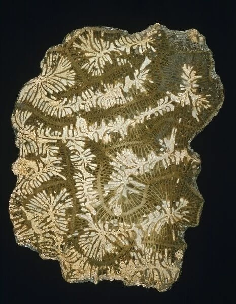 Coeloria labyrinthifor, fossil brain coral