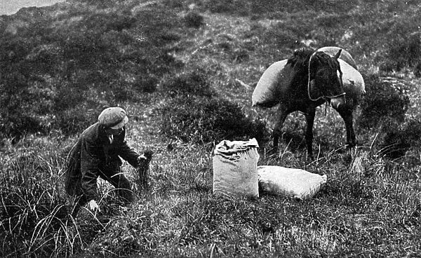 Collecting sphagnum moss for dressings, Dartmoor, WW1