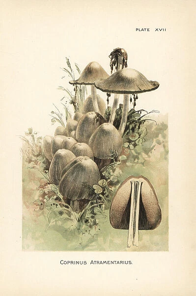 Common ink cap or inky cap, Coprinus atramentarius