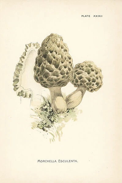 Common morel mushroom, Morchella esculenta