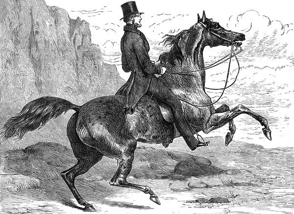 Count D orsay Riding