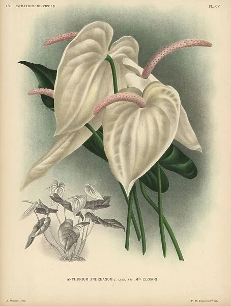 Cream colored flamingo flower or anthurium