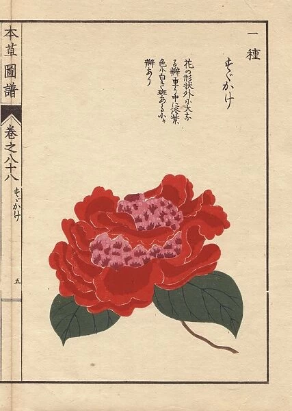 Crimson camellia, Susukage, Thea japonica Nois