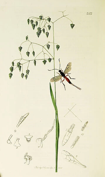 Curtis British Entomology Plate 353