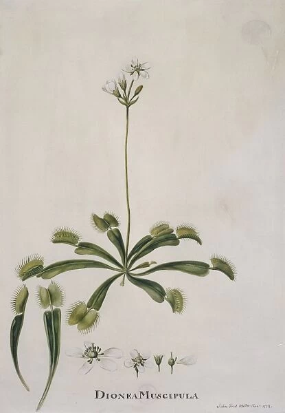 Dionaea muscipula, venus fly trap