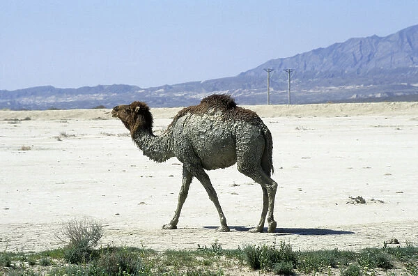 Dromedary  /  Arabian  /  One-humped Camel - after