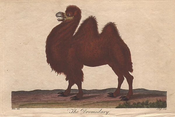 Dromedary camel, Camelus dromedarius