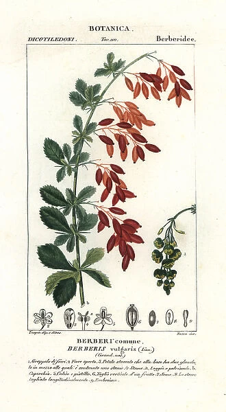European barberry, Berberis vulgaris