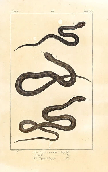 European viper, asp and Indian saw-scaled viper