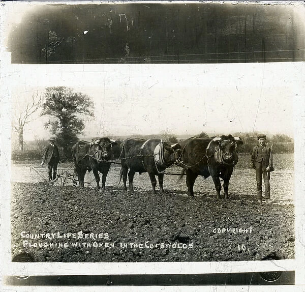 Farming: Ploughing with Oxen, Gloucestershire