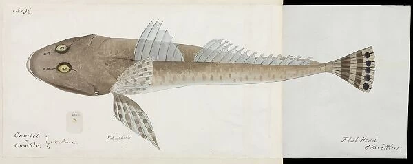 Flathead fish illustration