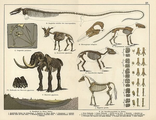 Fossil skeletons of extinct bat, giraffid