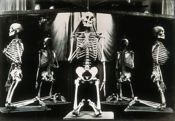 Gaudi Skeletons