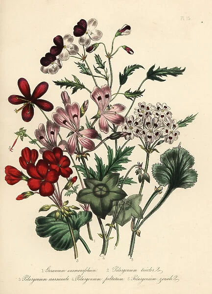 Geranium and pelargonium species