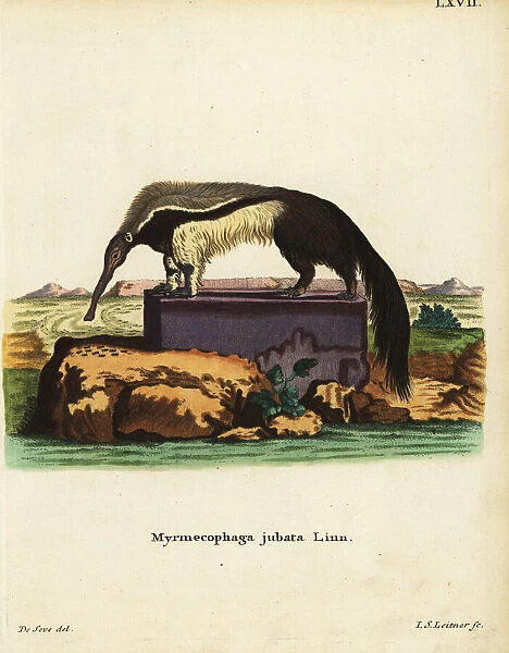 Giant anteater or ant bear, Myrmecophaga tridactyla