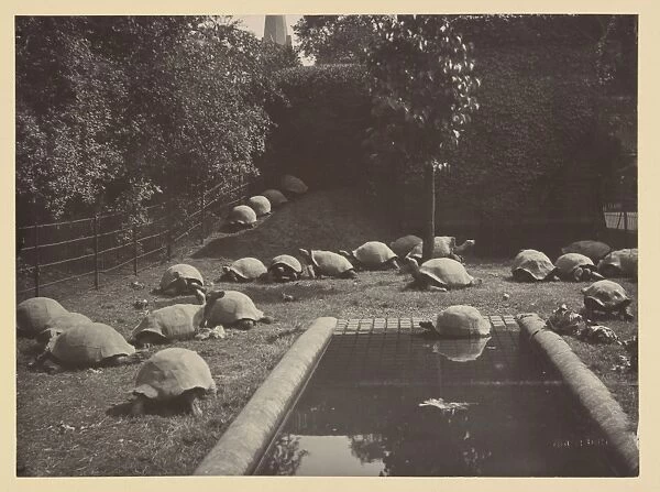 Giant tortoises at Tring Park