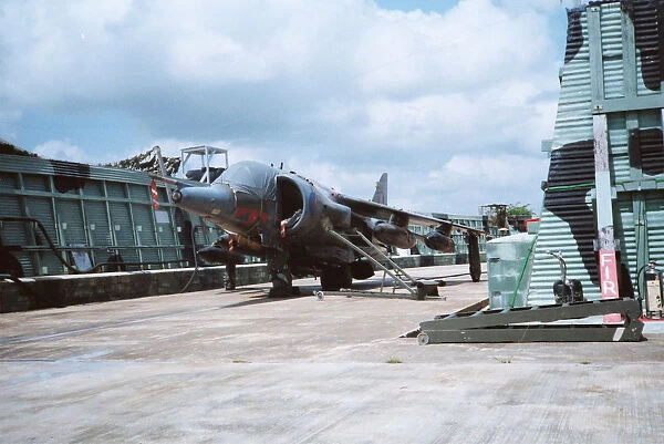 Harrier at Belize