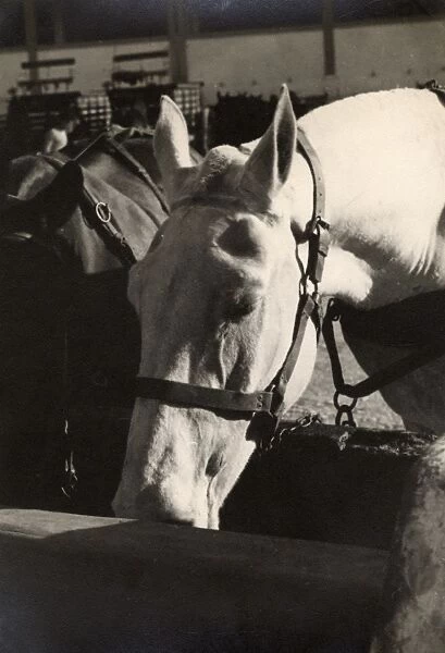 Horse Transport - Two fine horses - Malta - WWII