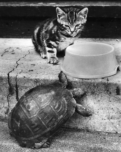 Kitten and tortoise with bowl