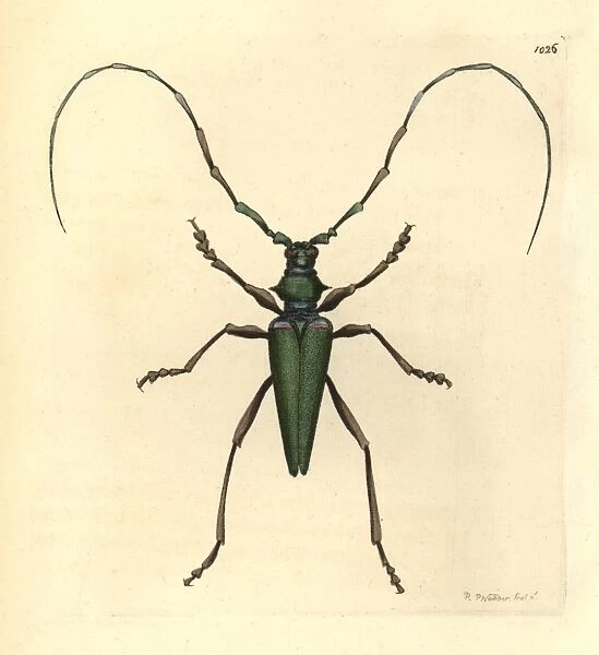 Lady Capricorn beetle, Callichroma virens