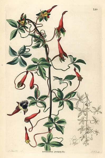 Ladys legs, Tropaeolum pentaphyllum