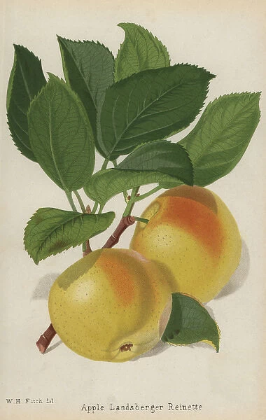 Landsberger Reinette apple variety, Malus domestica