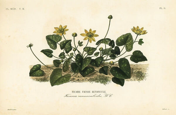Lesser celandine or pilewort, Ficaria verna