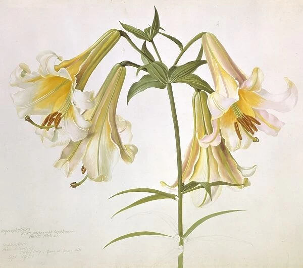 Lilium suffureum, sulphur lily